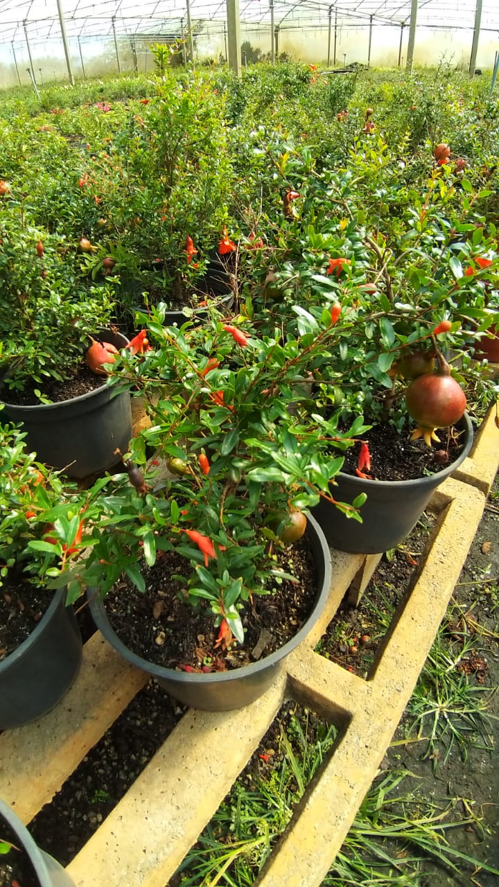 Bonsai Frutífero Romã