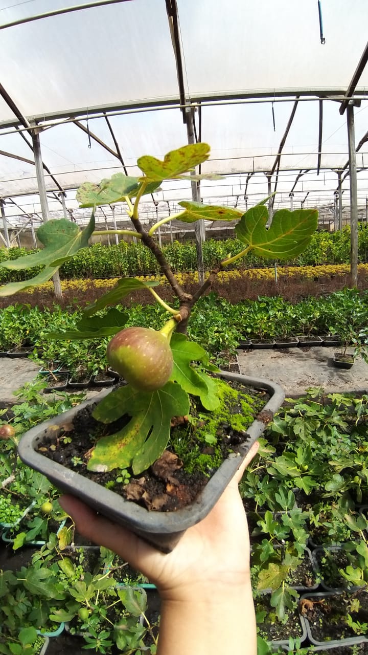 Bonsai Frutífero Romã