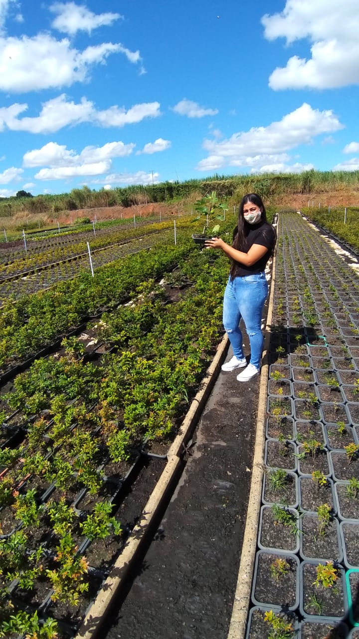 Bonsai Frutífero Romã