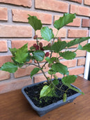 Planta Bonsai Frutífero Amora Verdadeira Viva