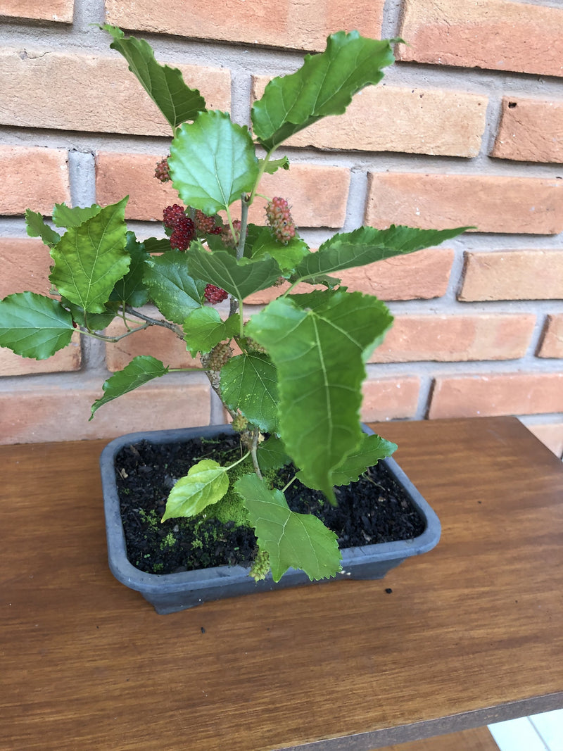 Bonsai Frutífero Amora