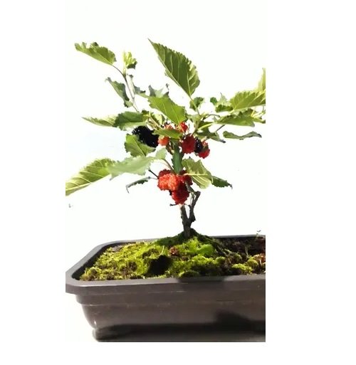 Bonsai Frutífero Amora