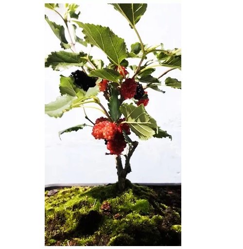 Bonsai Frutífero Amora