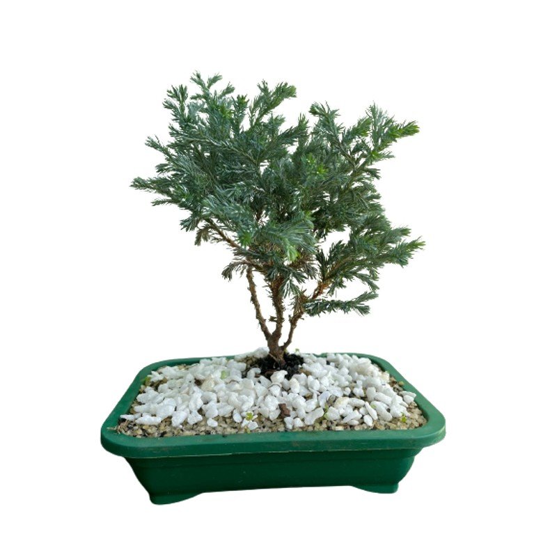 Bonsai Tuia Azul