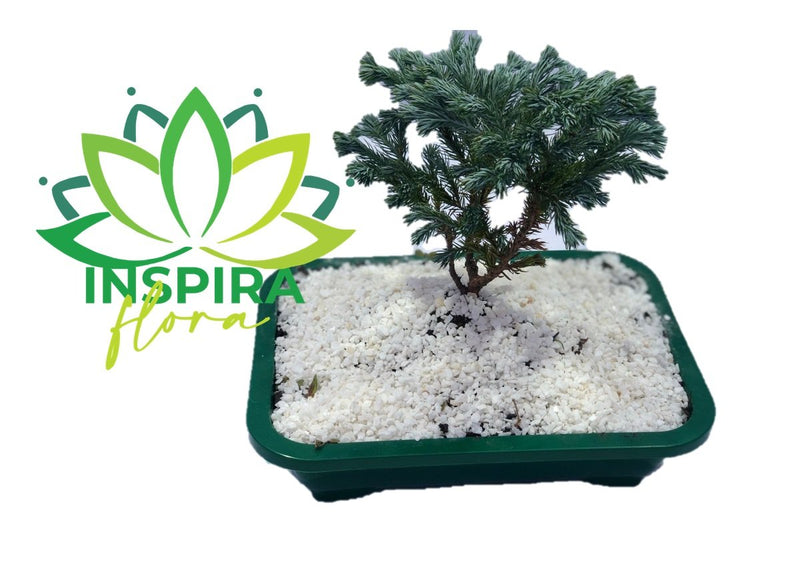 Bonsai Tuia Azul