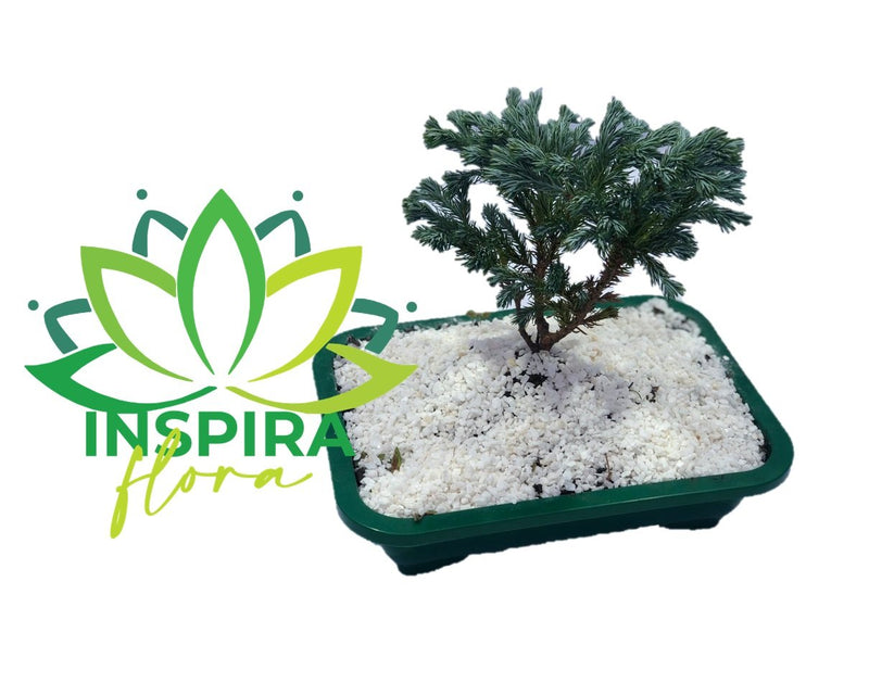 Bonsai Tuia Azul