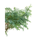 Bonsai Tuia Prateada