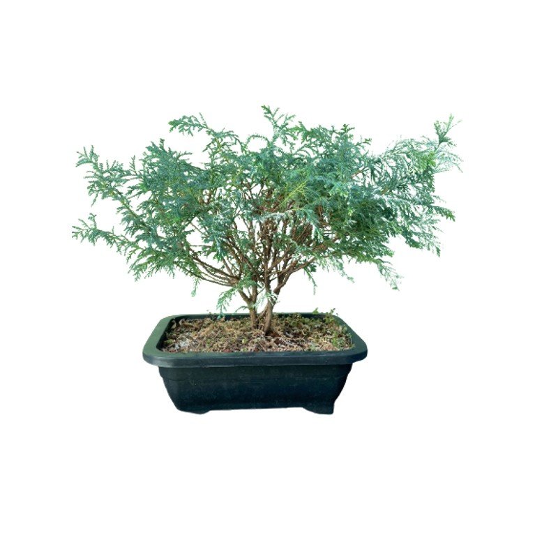 Bonsai Tuia Prateada