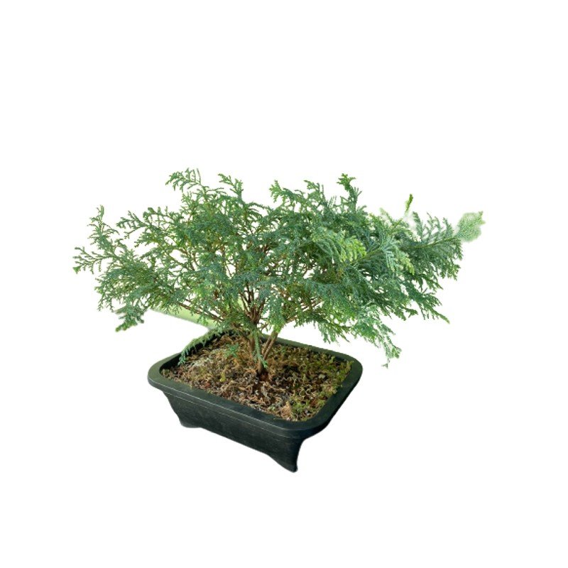 Bonsai Tuia Prateada