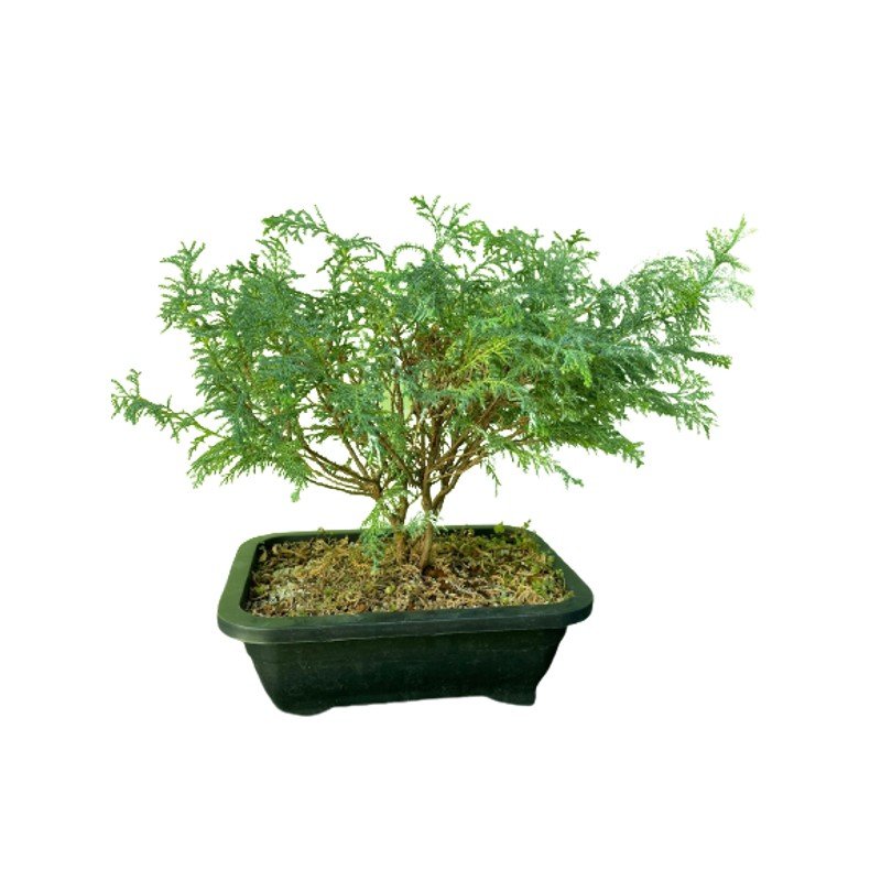 Bonsai Tuia Prateada