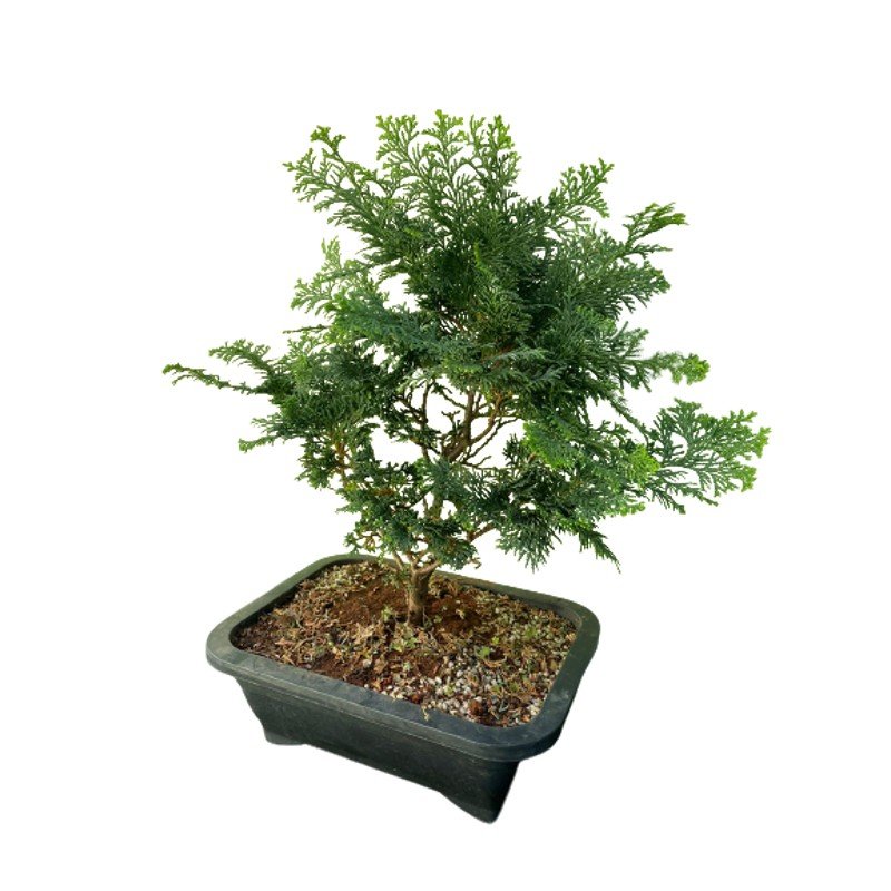 Bonsai Tuia Nana