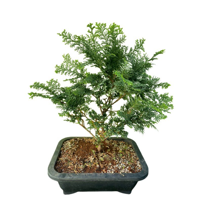 Bonsai Tuia Nana