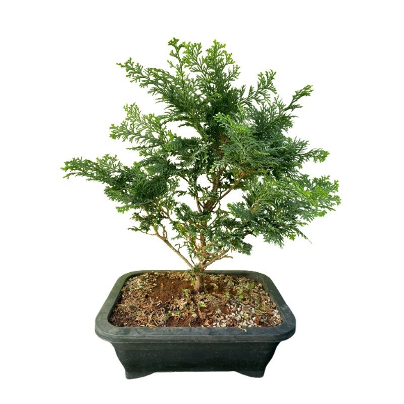 Bonsai Tuia Nana