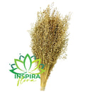 Capim Carrapatinho Desidratado