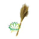 Capim Carrapatinho Desidratado