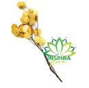 Folha Quina no Galho Desidratado