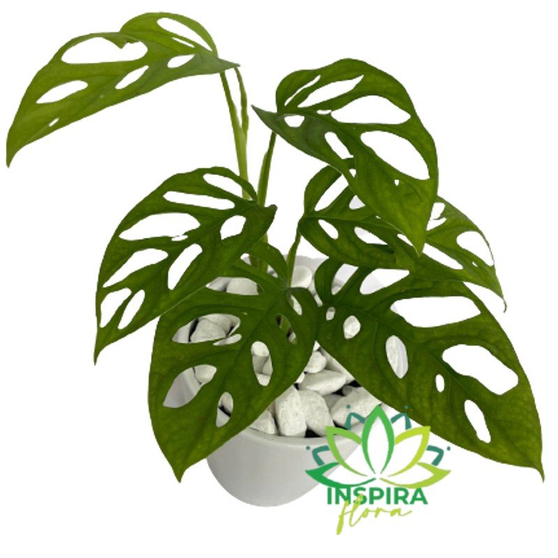 Planta Monstera Andasonii Folhagem Rasgada Obliqua Com Vaso de Cerâmica Branco