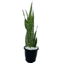 Espada de São Jorge