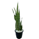 Espada de São Jorge