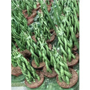 Espada Torre de São Jorge