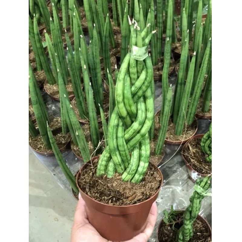 sansevieria trançada Espada de São Jorge Trançada
