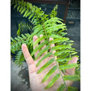 Planta Samambaia Holandesa Cuia 25