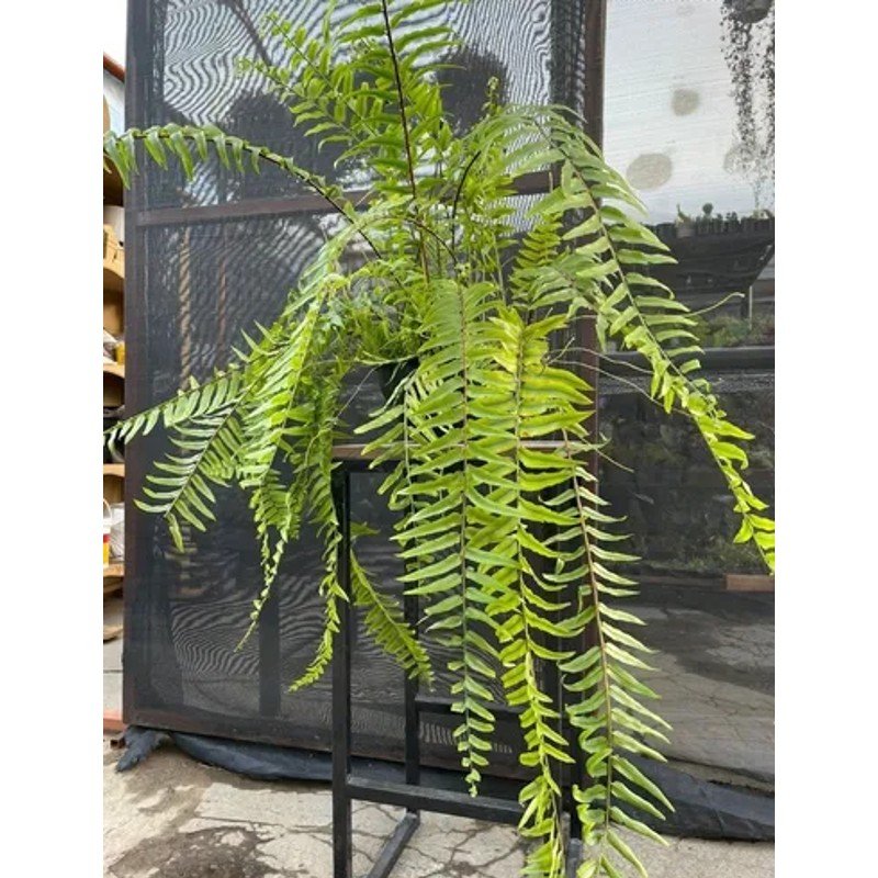 Samambaia Holandesa Gigante - Nephrolepis Exaltata - Cuia 25