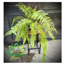 Planta Samambaia Holandesa Cuia 25