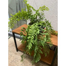 Samambaia De Metro Chorona - Polypodium Persicifolium - Cuia 21