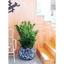 Planta Zamioculca Zamifolia