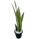 Espada de Santa Barbara