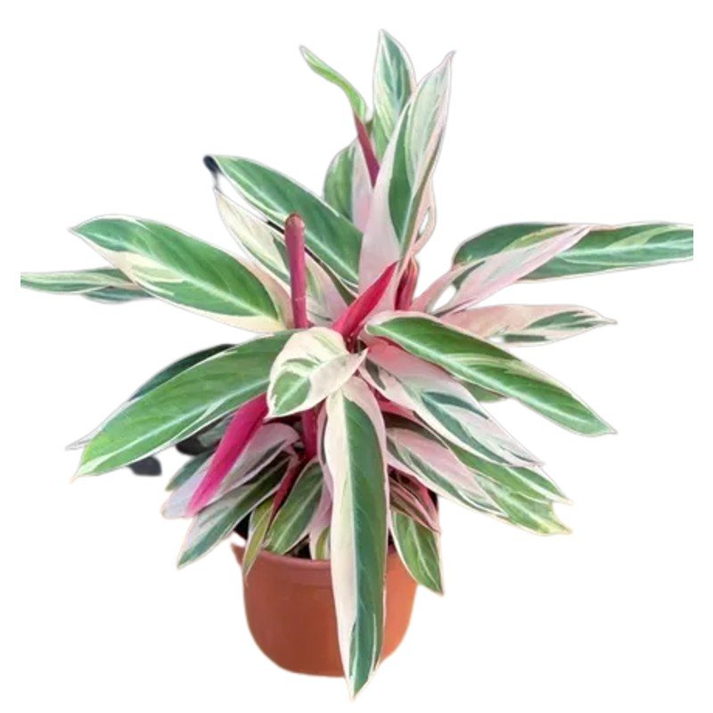 Planta Maranta Variegada Tricolor - Vaso 17