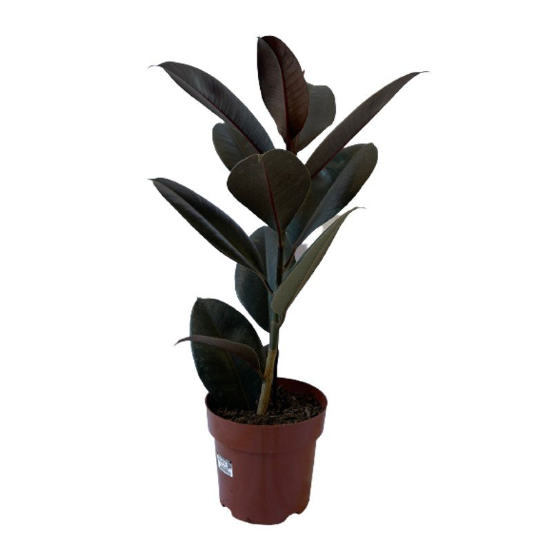 Planta Árvore Ficus Elastica Burgundy Rubro Black - pote 17