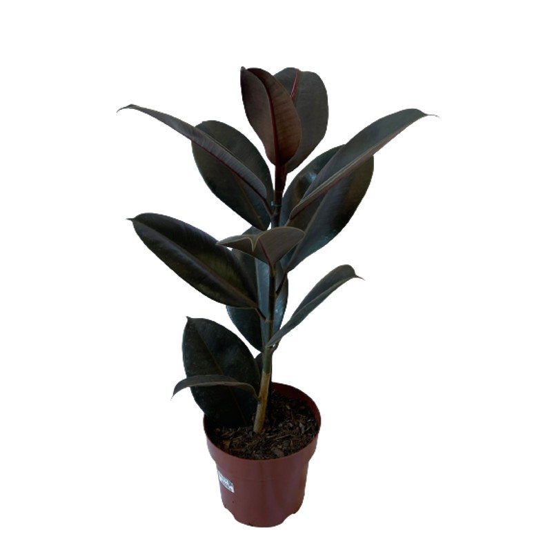 Planta Árvore Ficus Elastica Burgundy Rubro Black - pote 17