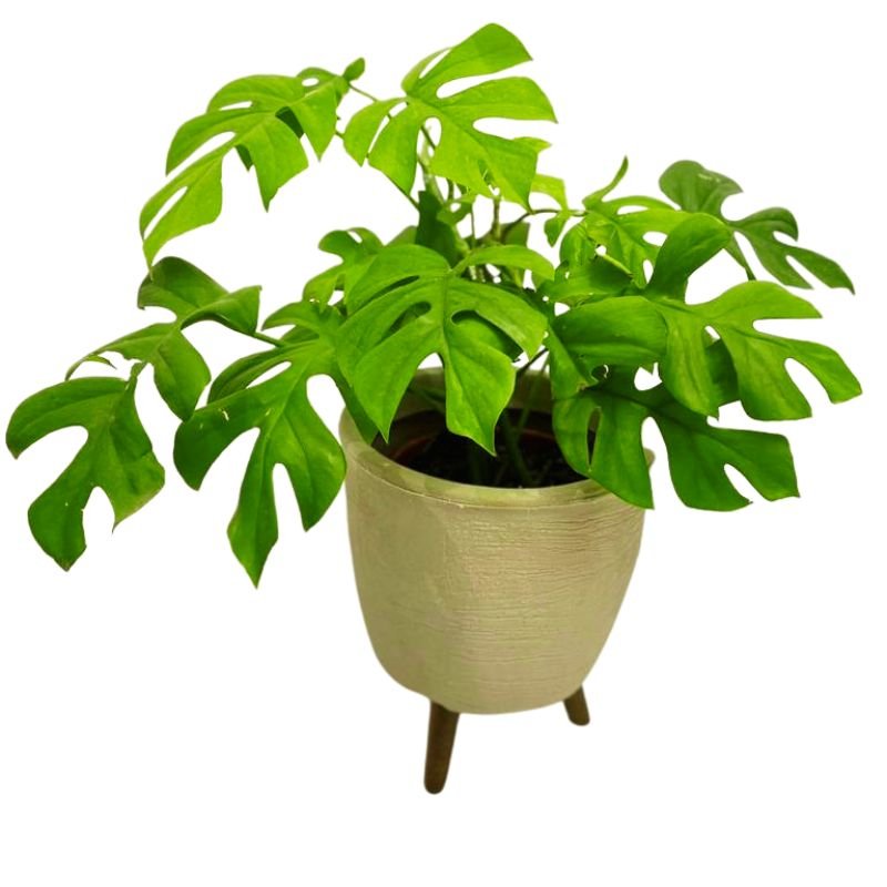 Planta Mini Monstera Costela De Adão Costelinha Rasgada Com Vaso Polietileno Com Tripé