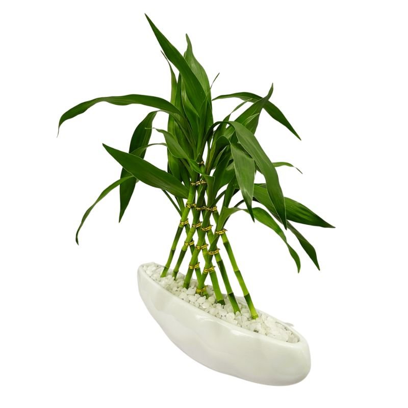 Planta Bambu da Sorte Com Vaso de Cerâmica Branco Formato Barco 8 Haste - 35cm