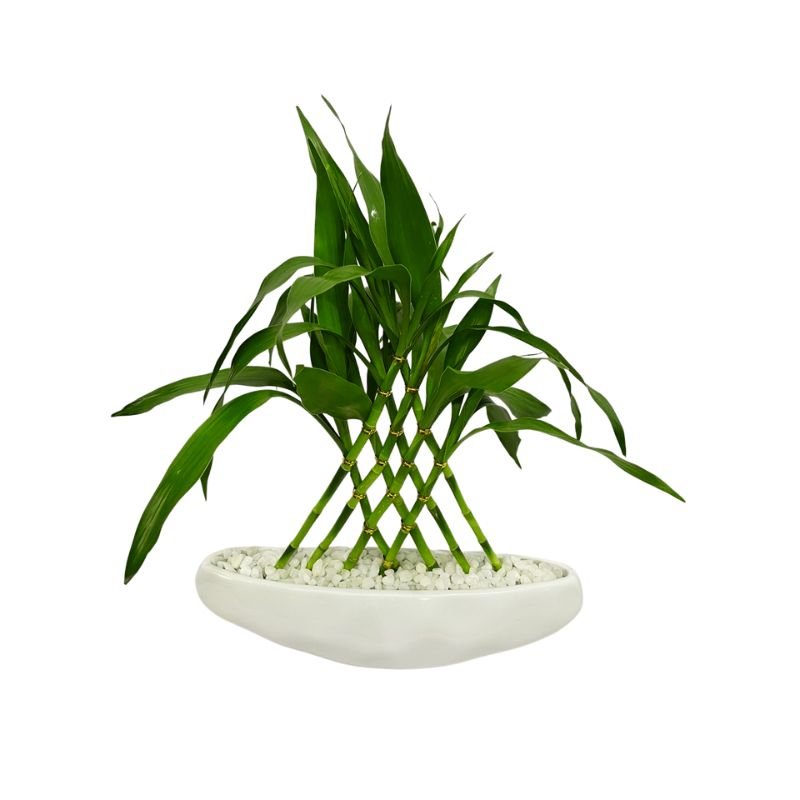 Planta Bambu da Sorte Com Vaso de Cerâmica Branco Formato Barco 8 Haste - 25cm