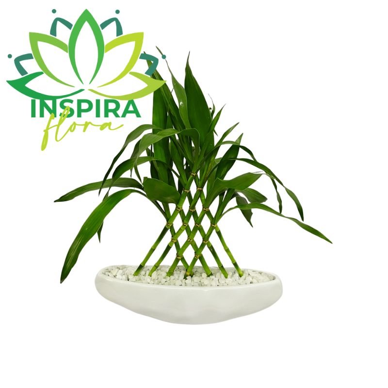 Planta Bambu da Sorte Com Vaso de Cerâmica Branco Formato Barco 8 Haste - 35cm