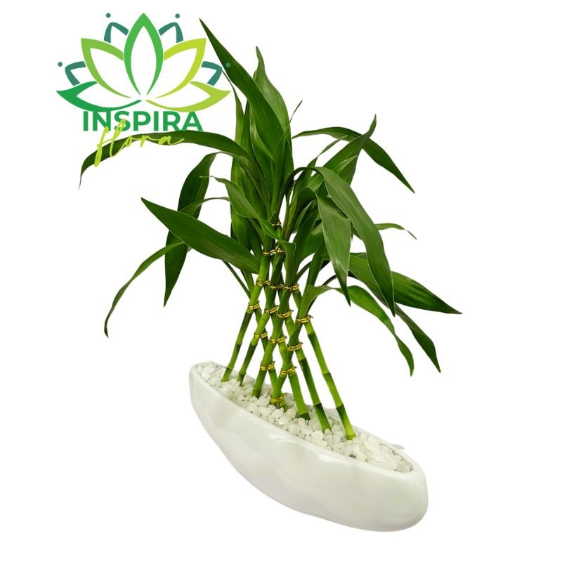 Planta Bambu da Sorte Com Vaso de Cerâmica Branco Formato Barco 8 Haste - 35cm