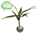 Planta Bambu Da Sorte 3 Haste Com Vaso Prata