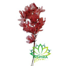 Flor no Galho Esquelética Magnólia Marsala