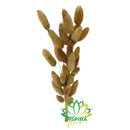 Rabo De Coelho Desidratado Natural Arranjos/buquês