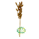 Rabo De Coelho Desidratado Natural Arranjos/buquês