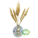 Vaso Aquário de Vidro C/ 5 Capim dos Pampas