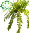 Samambaia Tigre - nephrolepsis Exaltata Tiger Fern - Cuia 21