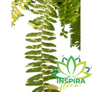 Samambaia Tigre - nephrolepsis Exaltata Tiger Fern - Cuia 21