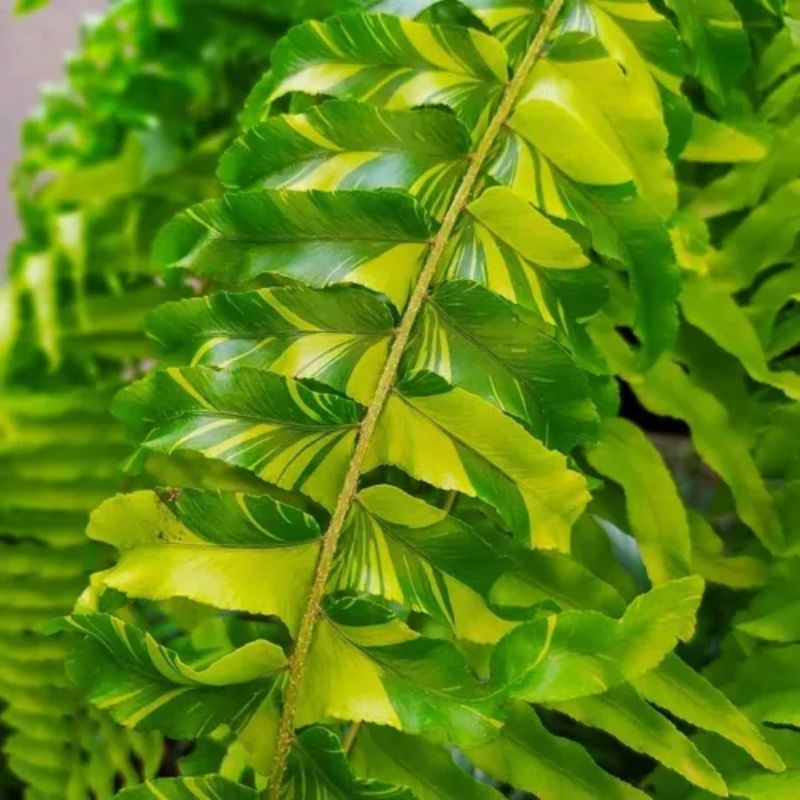 Samambaia Tigre - nephrolepsis Exaltata Tiger Fern - Cuia 21