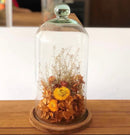 Redoma Cúpula De Vidro Com Base De Madeira Decoração 14X30 - G