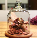 Redoma Cúpula De Vidro Com Base De Madeira Decoração 14x20 - P