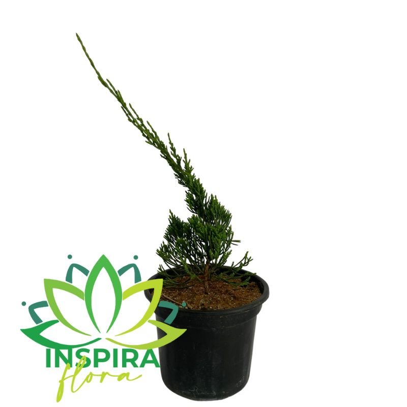 Muda Pinheiro Espiral Bonsai Árvore Kaizuka Kaizu